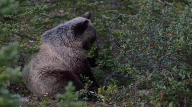 Kanada Kayalıklarında Boz Ayı