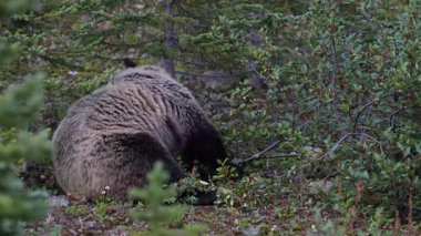 Kanada Kayalıklarında Boz Ayı