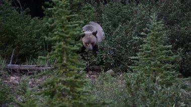 Kanada Kayalıklarında Boz Ayı