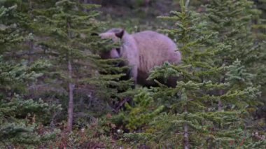 Kanada Kayalıklarında Boz Ayı