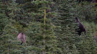Kanada Kayalıklarında Boz Ayı