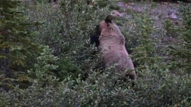 Kanada Kayalıklarında Boz Ayı