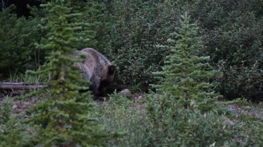 Kanada Kayalıklarında Boz Ayı