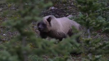 Kanada Kayalıklarında Boz Ayı