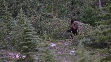 Kanada Kayalıklarında Boz Ayı