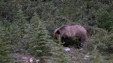 Kanada Kayalıklarında Boz Ayı
