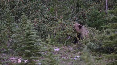 Kanada Kayalıklarında Boz Ayı