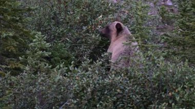 Kanada Kayalıklarında Boz Ayı