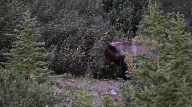 Kanada Kayalıklarında Boz Ayı