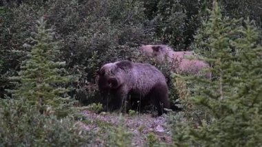 Kanada Kayalıklarında Boz Ayı
