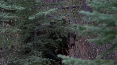 Kanada Kayalıklarında Boz Ayı