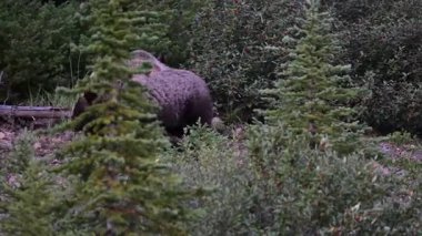 Kanada Kayalıklarında Boz Ayı