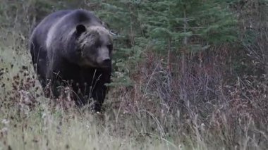 Kanada Kayalıklarında Boz Ayı