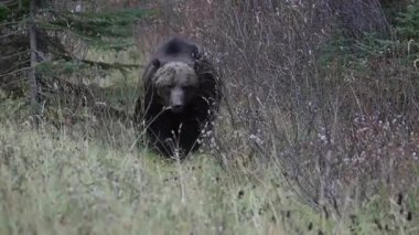 Kanada Kayalıklarında Boz Ayı