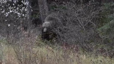 Kanada Kayalıklarında Boz Ayı