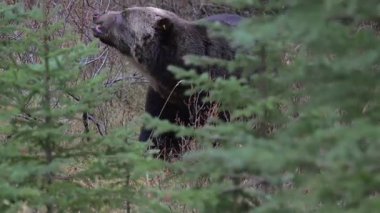 Kanada Kayalıklarında Boz Ayı