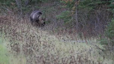 Kanada Kayalıklarında Boz Ayı