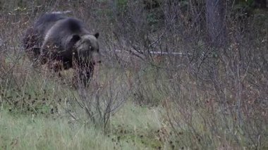 Kanada Kayalıklarında Boz Ayı