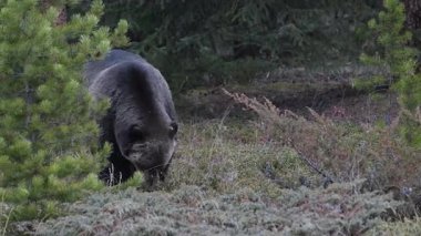 Kanada Kayalıklarında Boz Ayı