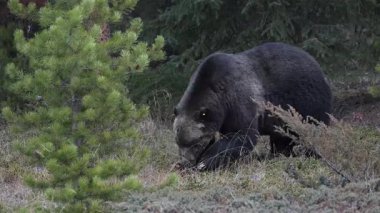 Kanada Kayalıklarında Boz Ayı