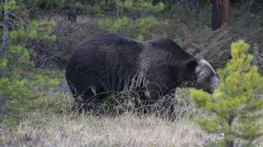 Kanada Kayalıklarında Boz Ayı