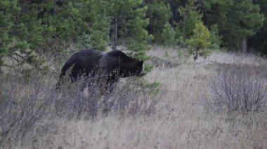 Kanada Kayalıklarında Boz Ayı