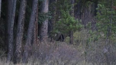 Kanada Kayalıklarında Boz Ayı