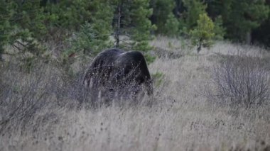 Kanada Kayalıklarında Boz Ayı
