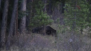 Kanada Kayalıklarında Boz Ayı