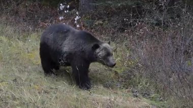 Kanada Kayalıklarında Boz Ayı