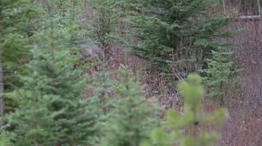 Kanada Kayalıklarında Boz Ayı