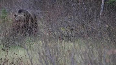 Kanada Kayalıklarında Boz Ayı