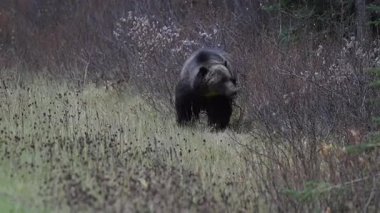Kanada Kayalıklarında Boz Ayı