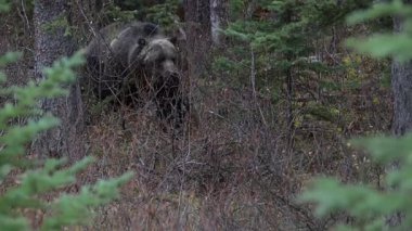 Kanada Kayalıklarında Boz Ayı