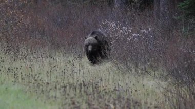Kanada Kayalıklarında Boz Ayı
