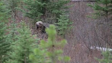 Kanada Kayalıklarında Boz Ayı
