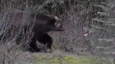 Kanada Kayalıklarında Boz Ayı