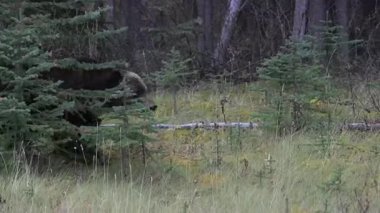 Kanada Kayalıklarında Boz Ayı