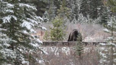 Kanada Kayalıklarında Boz Ayı