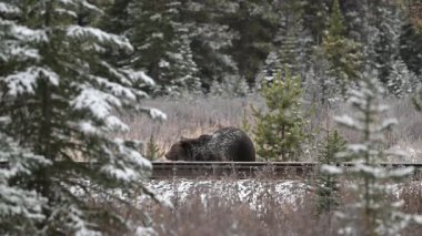 Kanada Kayalıklarında Boz Ayı