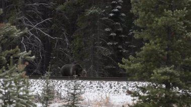 Kanada Kayalıklarında Boz Ayı