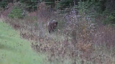 Kanada Kayalıklarında Boz Ayı