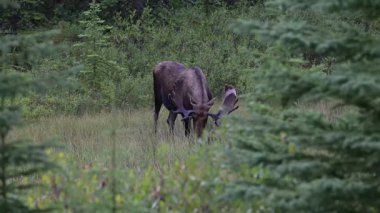 Kanada Kayalıklarında sonbaharda boğa geyiği