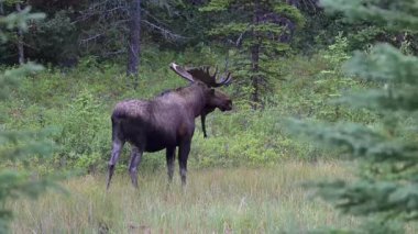 Kanada Kayalıklarında sonbaharda boğa geyiği