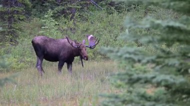 Kanada Kayalıklarında sonbaharda boğa geyiği