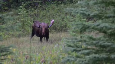 Kanada Kayalıklarında sonbaharda boğa geyiği