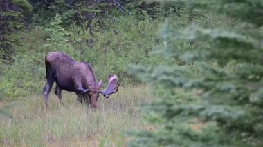 Kanada Kayalıklarında sonbaharda boğa geyiği