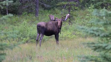 Kanada Kayalıklarında sonbaharda boğa geyiği
