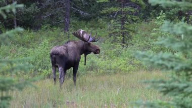Kanada Kayalıklarında sonbaharda boğa geyiği