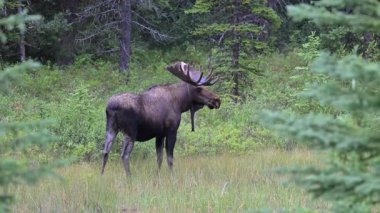 Kanada Kayalıklarında sonbaharda boğa geyiği